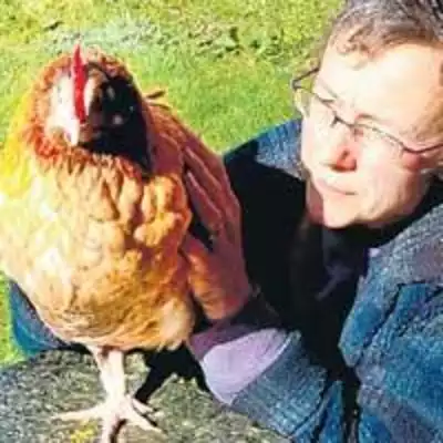 Couple spend fortune to cure chicken with cancer