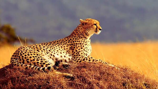 8 jungle experiences that only Masai Mara offers and how to visit on a budget