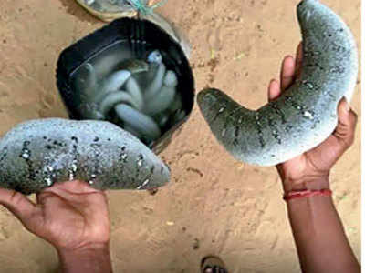 CBI takes up probe into illegal hunting of sea cucumbers