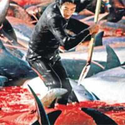 Dolphin killers in a sea of blood