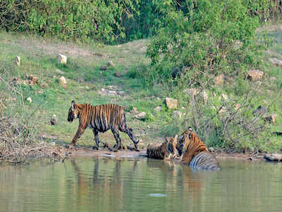 Kerala, Karnataka should develop Bandipur bypass