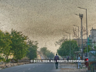 Locust swarms spotted in multiple places in Gurugram