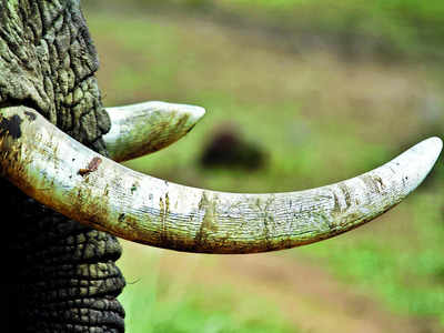 Ivory racket puts focus on forest officials
