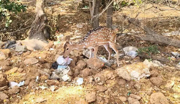 Deer in Perungalathur reserve forest scavenge dumped waste