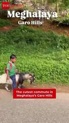 Boy Enjoys Unique Goat Ride in Meghalaya&rsquo;s Garo Hills