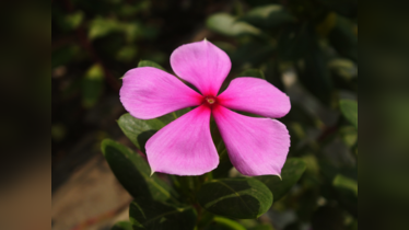 How Ayurvedic herb Sadabahar can be used to manage diabetes