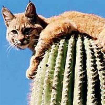 Cat flees 50 feet up cactus to escape lion