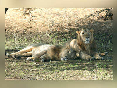 Gir loses 23 lions in 21 days; SC, Guj HC voice concern