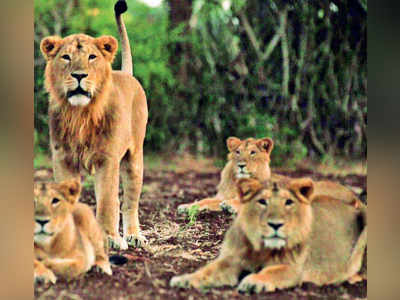 Reports on Gir lion deaths taken off medical site?