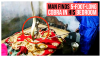 Odisha: Man finds 5-foot-long cobra in his bedroom in Cuttack 