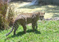 Leopard spotted at Mercedes-Benz Chakan plant; forest dept installs trap cages