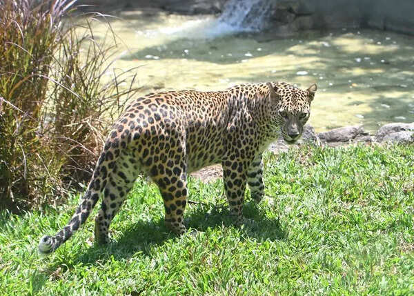 Leopard spotted at Mercedes-Benz Chakan plant; forest dept installs trap cages