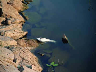 Kothnur Lake remains a lethal site for fish