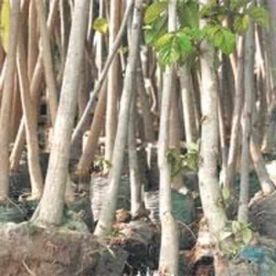 80 banyan trees on mill land to get brand new homes