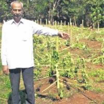 400 papaya trees hacked in '˜revenge'