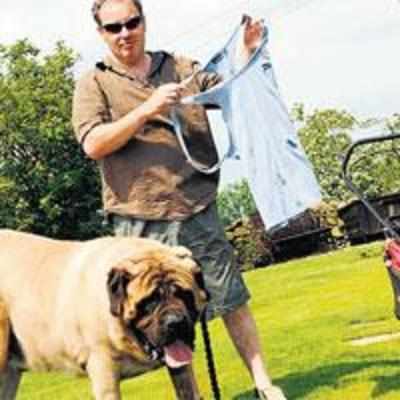 Burglar loses t-shirt after picking English Mastiff's house to rob