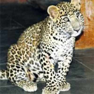 Leopard saved from becoming hisstory