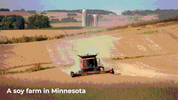 Why soy-corn politics is at the heart of India vs US trade tussle