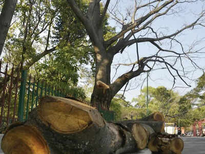QR alerts bring faster action on hazardous trees