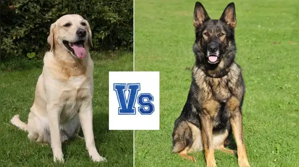 Labrador vs German Shepherd