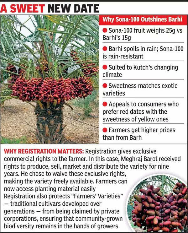 Kutchi date variety turning monsoon woes into hope
