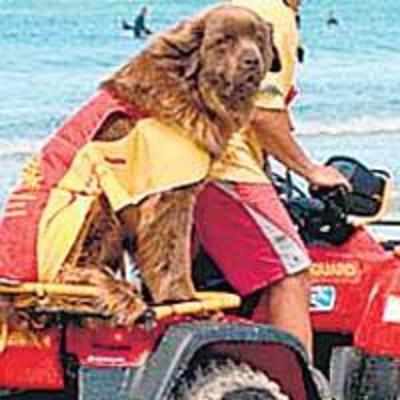 UK's only doggy lifeguard asks PM for his job back