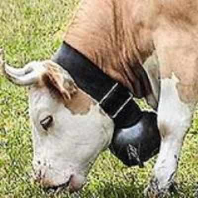 Austrian court orders farmer to remove cow bells from his cattle