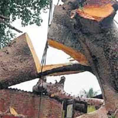 Tech help from US to save Thane trees