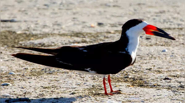 Black Skimmer 