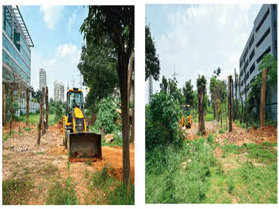 Tree encroachment halts work on key road; citizens approach authorities