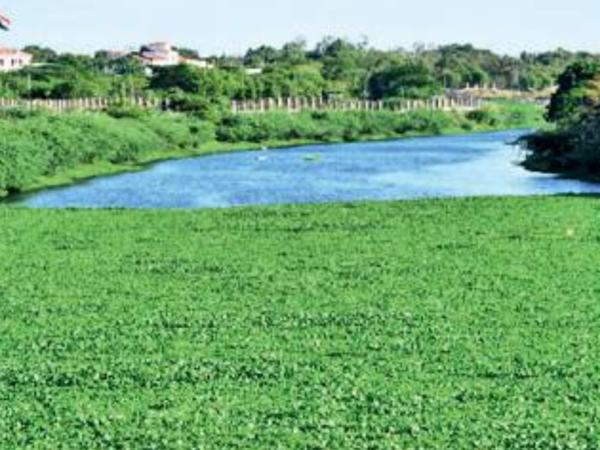 Hyacinth removal taken up in lakes in Telangana