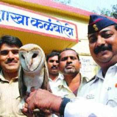 Kalamboli traffic cops rescue a rare owl from a fleet of crows