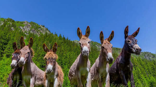Donkeys