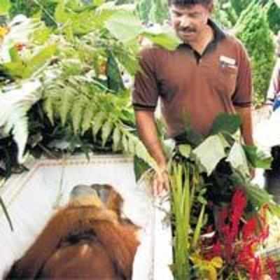 The world's most famous orangutan dies in Singapore