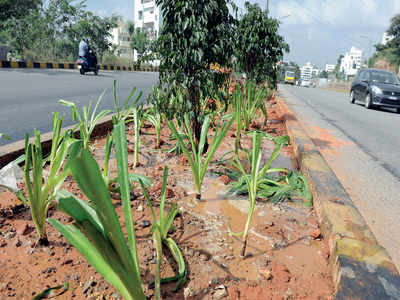 BBMP wants citizens to develop green thumbs