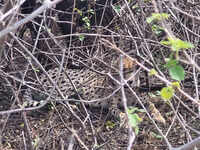 Kuno cheetah enters bustard reserve along highway where 1 died in Dec; sparks concern