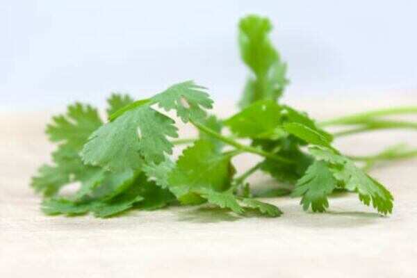Garlic and coriander add aroma to curry