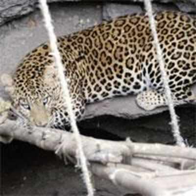 Leopard who trekked from Pune to Mumbai dies in road accident