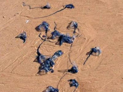 Jellyfish swarms invade Goa beaches; 90 cases of stings reported in two days