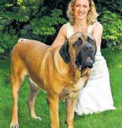 enormous dog