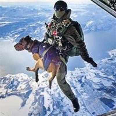 Sky-diving dog jumps 10,000 feet as part of army training