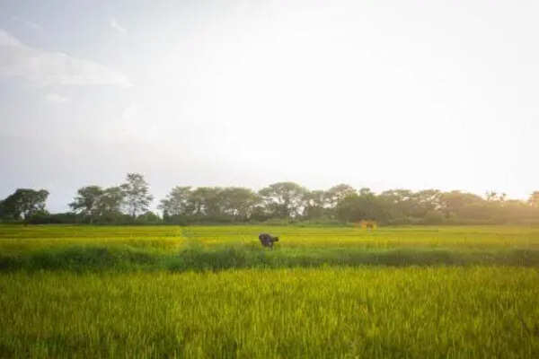 Karnataka takes climate fight to grassroots with panchayat-level action plans