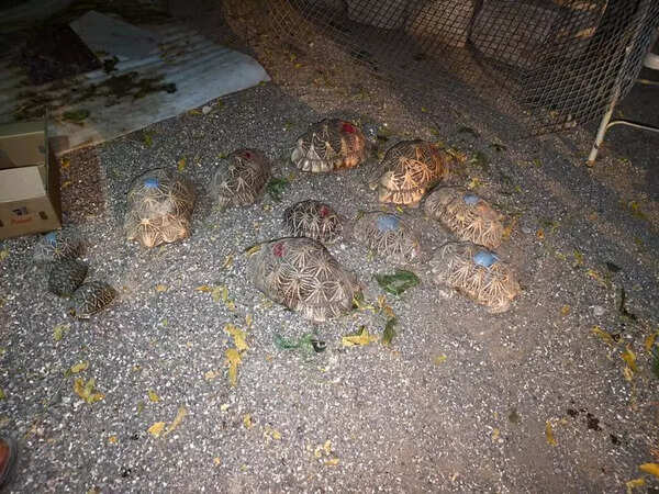 12 Indian star tortoises rescued in Devbhumi Dwarka