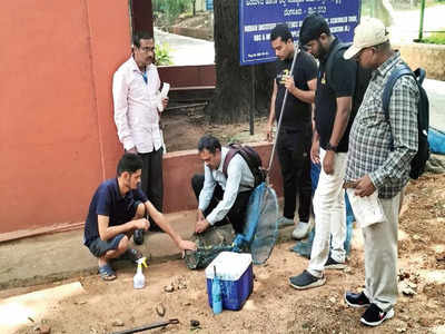 Animal activists demand BBMP stop microchipping stray dogs