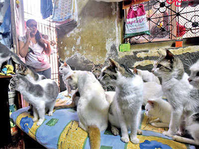 Mumbai: 70 cats, 3 dogs, and their owner, all in one room