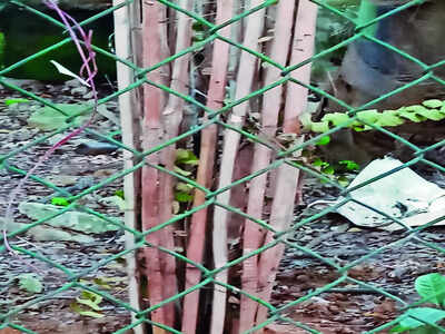 Tree guards leave citizens bamboozled