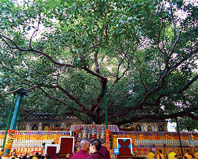 Under the bodhi tree