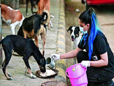 BBMP drives pawsitive coexistence with strays