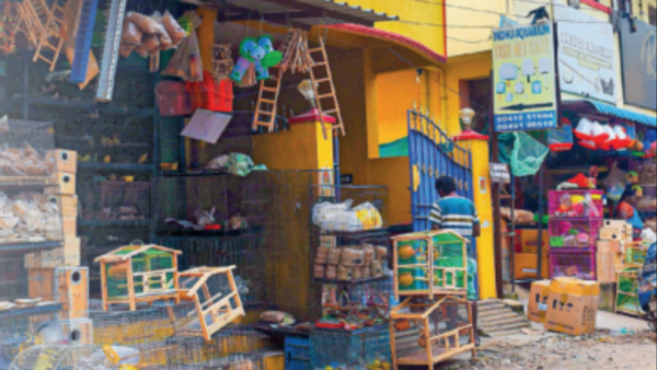 No law to stop wild run of pet trade in Chennai