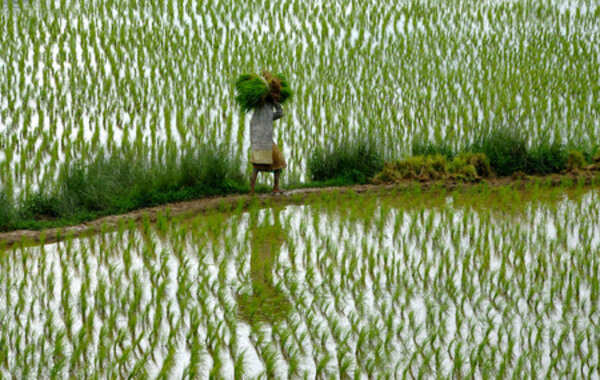 Farmers demand extension of paddy sale registration period